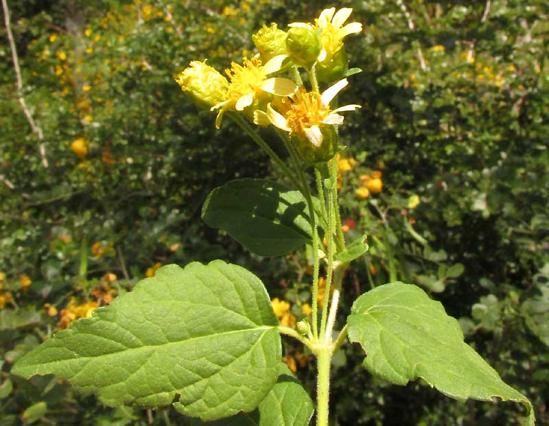 aff. LASIANTHAEA MACROCEPHALA?, leaves and flower heads