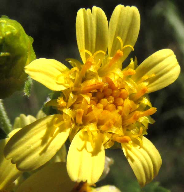 aff. LASIANTHAEA MACROCEPHALA?, flower head