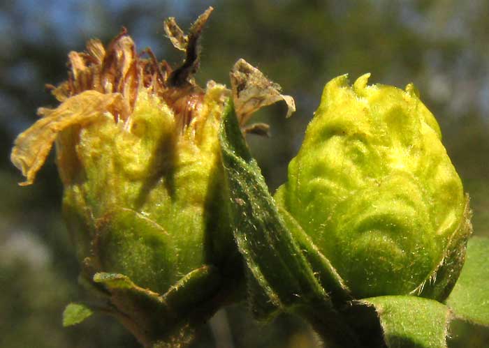 aff. LASIANTHAEA MACROCEPHALA?, bracts of involucre