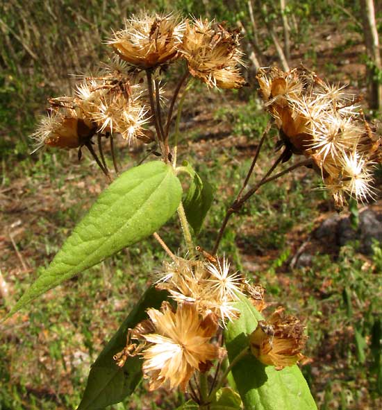 aff. LASIANTHAEA MACROCEPHALA?, involucres of mature heads open