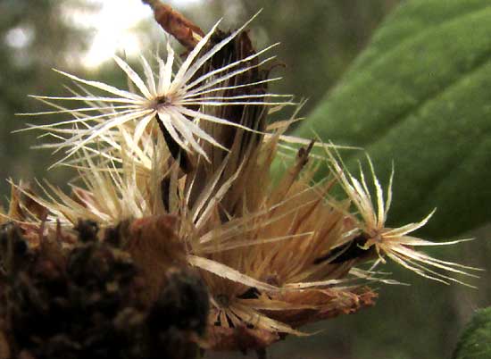 aff. LASIANTHAEA MACROCEPHALA?, cypsalae with pappuses