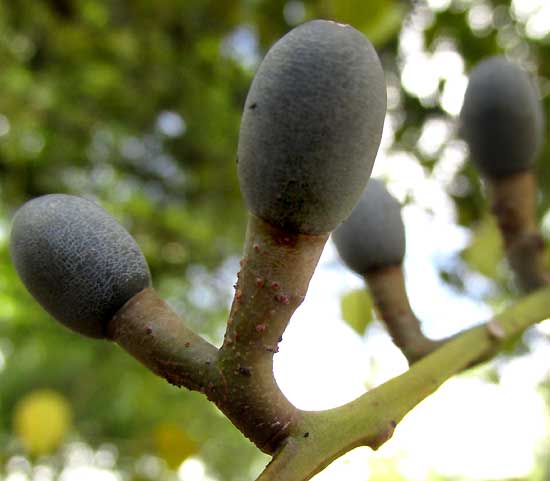 STRUTHANTHUS ORBICULARIS, fruit cluster