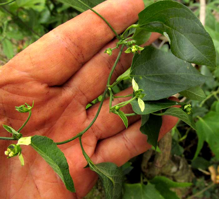 DALECHAMPIA SCHOTTII