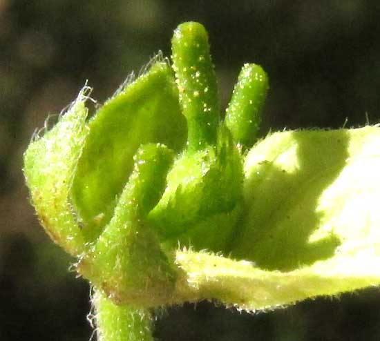 DALECHAMPIA SCHOTTII, styles only