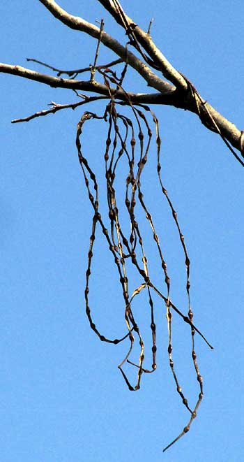 ECHITES YUCATANENSIS, fruits