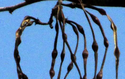 ECHITES YUCATANENSIS, fruits in pairs