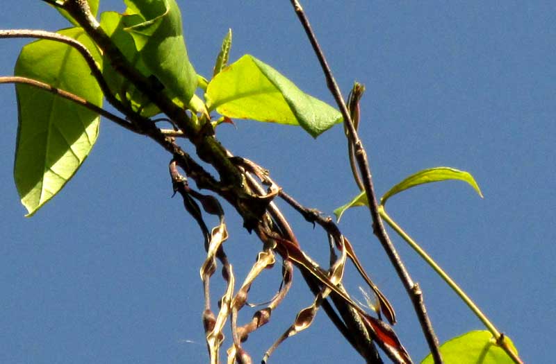 ECHITES YUCATANENSIS, fruits & leaves