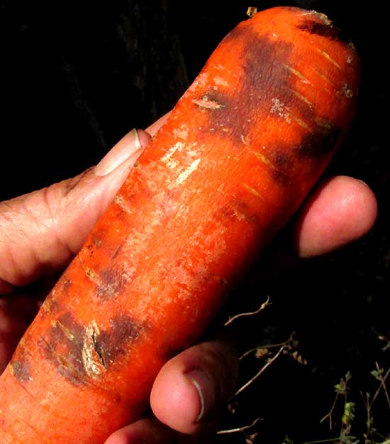 STORED CARROTS DEVELOPING BLACK SPLOTCHES