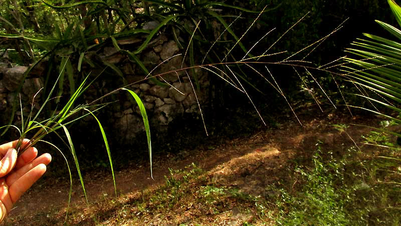 LEPTOCHLOA PANICEA