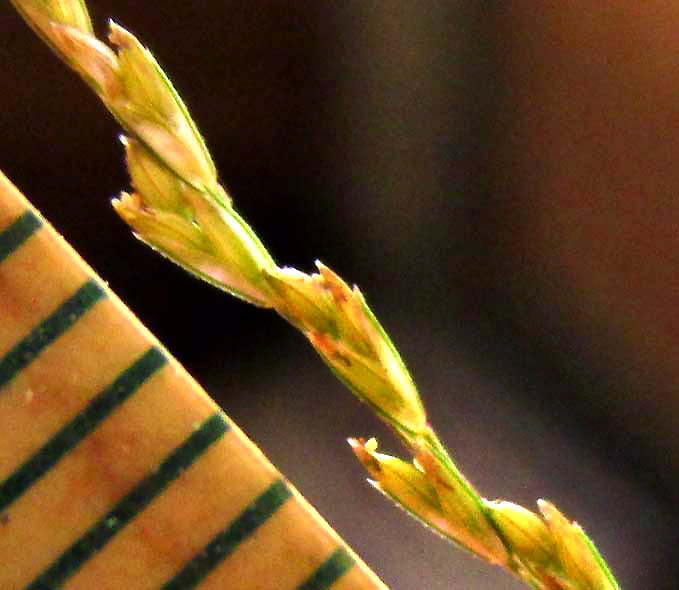 LEPTOCHLOA PANICEA, spiklets next to mm ruler