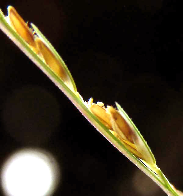 LEPTOCHLOA PANICEA, spikelets with two florets each