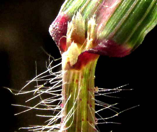 LEPTOCHLOA PANICEA