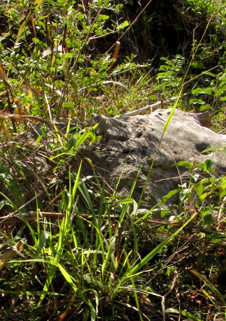 PASPALUM BLODGETTII, habitat