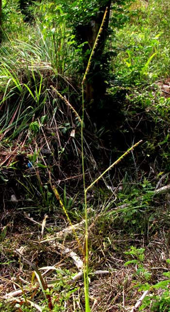 PASPALUM BLODGETTII, flowering head