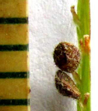 PASPALUM BLODGETTII, spikelets beside mm ruler