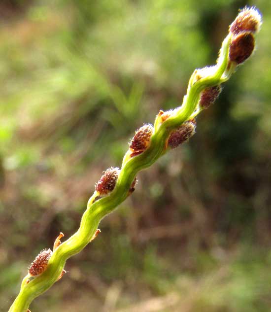 PASPALUM BLODGETTII, sinuous raceme tip