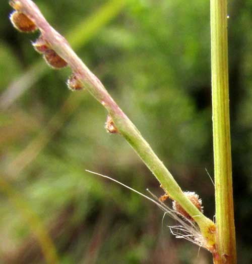 PASPALUM BLODGETTII, hairs at base of raceme