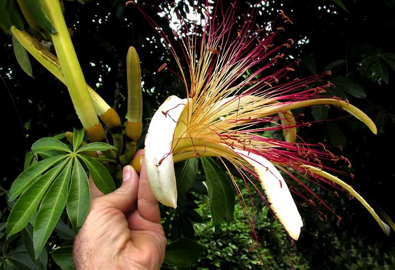 Guiana Chestnut, PACHIRA AQUATICA, flower
