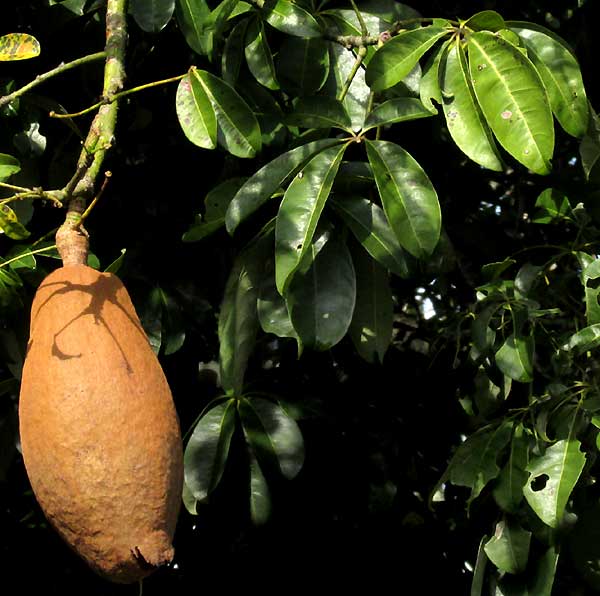 Guiana Chestnut, PACHIRA AQUATICA, fruit