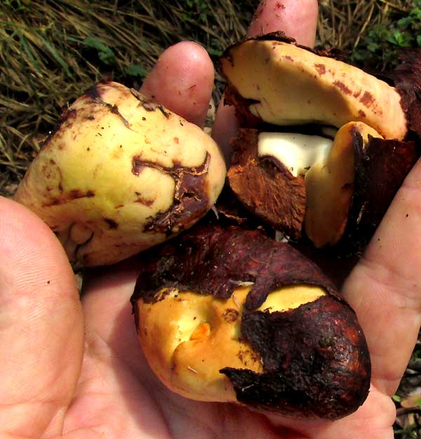 Guiana Chestnut, PACHIRA AQUATICA, seed clusters