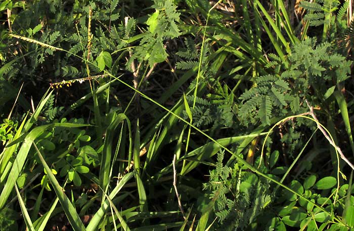 Pará Grass, UROCHLOA MUTICA, habitat