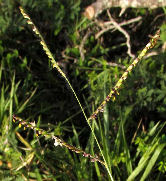 Pará Grass, UROCHLOA MUTICA, inflorescence