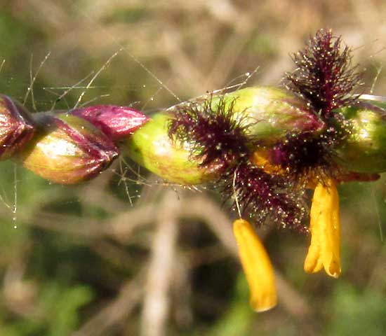 Pará Grass, UROCHLOA MUTICA, anthers & stigmas