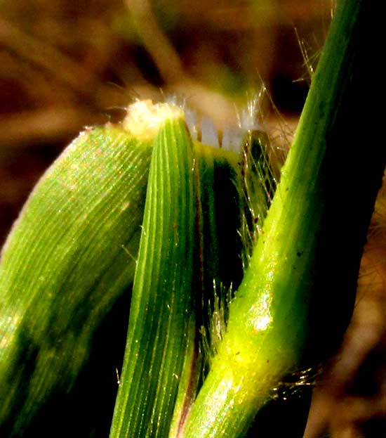 Pará Grass, UROCHLOA MUTICA, ligule & node with pubescence