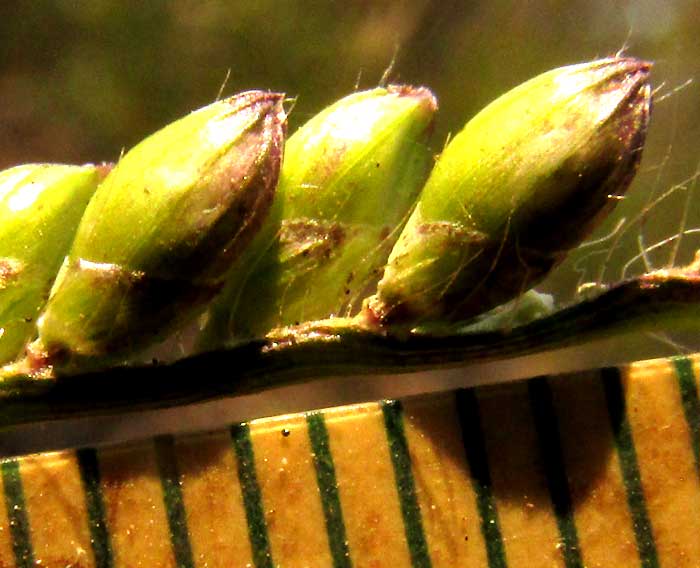 Pará Grass, UROCHLOA MUTICA, spikelets beside mm ruler