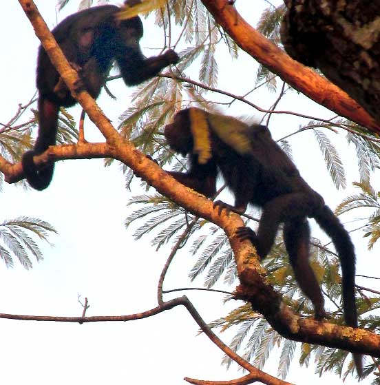 Howler Monkeys, ALOUATTA PIGRA