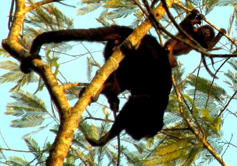 Howler Monkey, ALOUATTA PIGRA, young riding back of parent