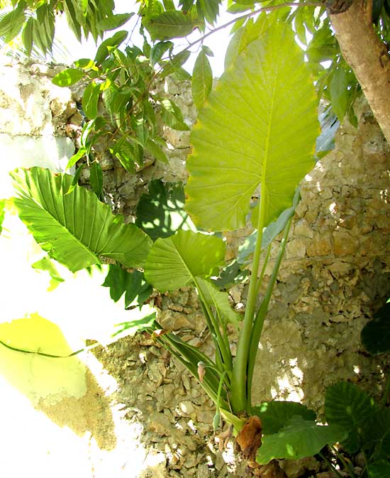 Giant Taro, ALOCASIA MACRORRHIZA