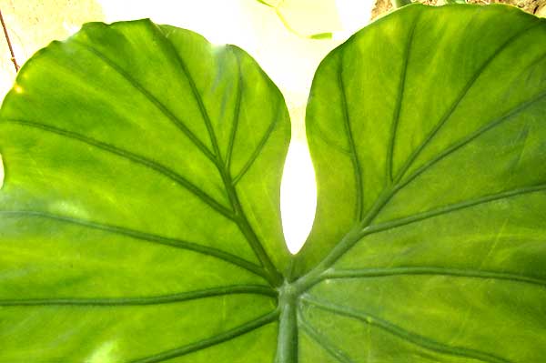 Giant Taro, ALOCASIA MACRORRHIZA, peltate young leaf