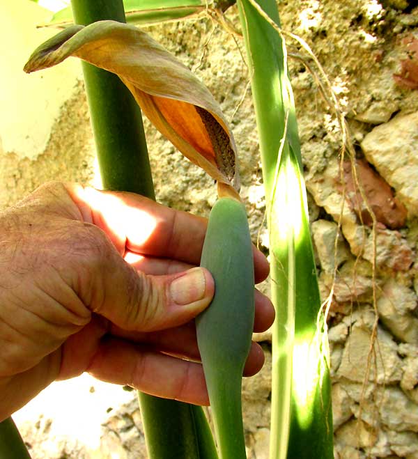 Giant Taro, ALOCASIA MACRORRHIZA, fruiting structure