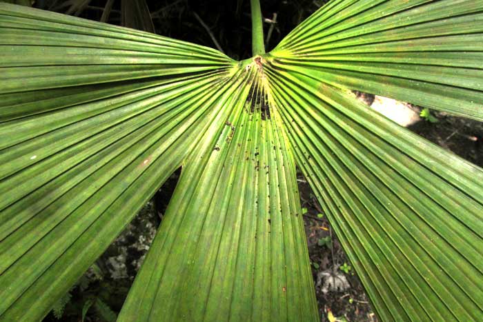 Panama Hat Plant, CARLODOVICA PALMATA, leaf base showing main divisions