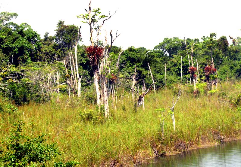 Sawgrass, CLADIUM JAMAICENSE, habitat