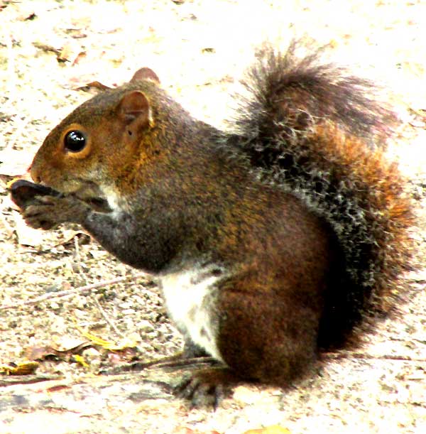 Deppe's Squirrel, SCIURUS DEPPEI