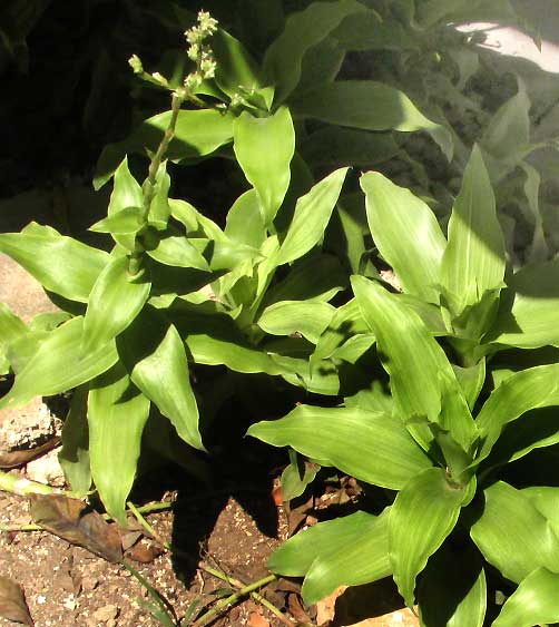 Basket Plant, CALLISIA FRAGRANS, flowering