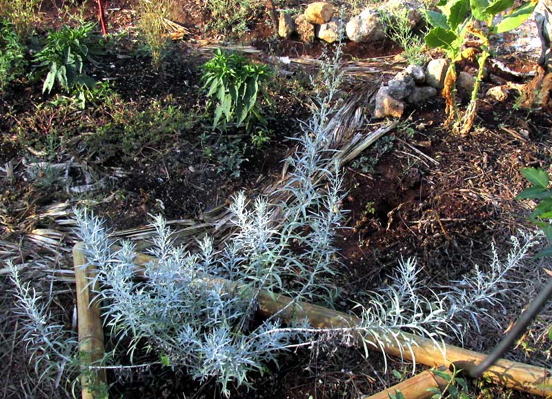 White Sage, ARTEMISIA LUDOVICIANA