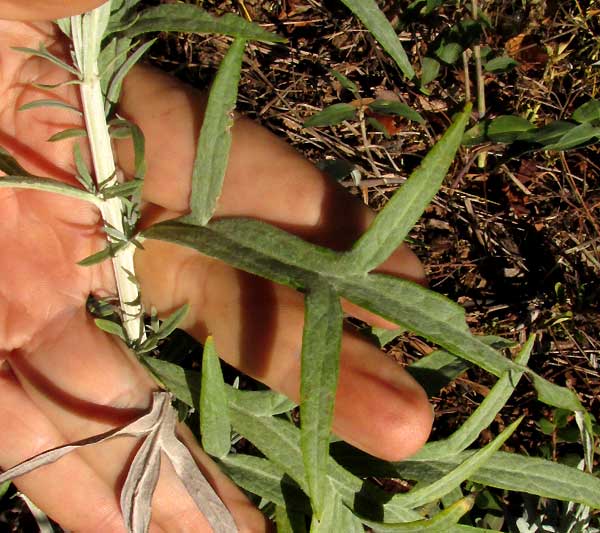 White Sage, ARTEMISIA LUDOVICIANA, leaf