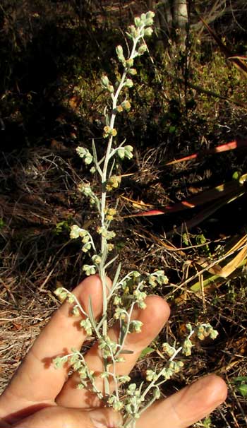 White Sage, ARTEMISIA LUDOVICIANA, inflorescence