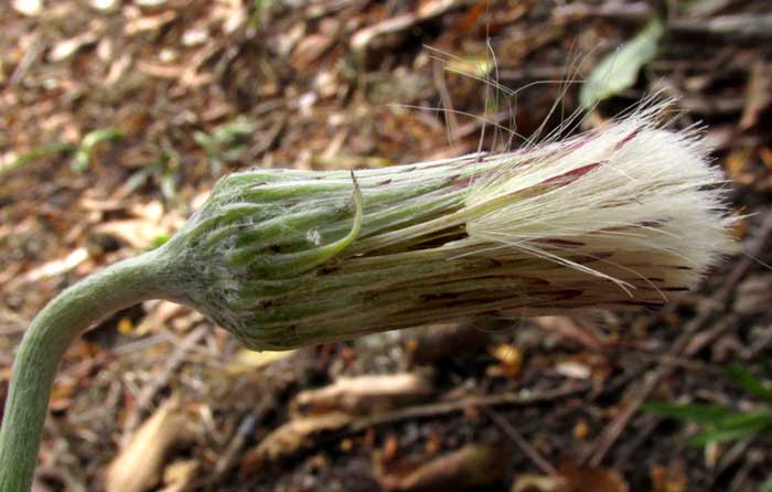 Silverpuff, CHAPTALIA NUTANS, immature fruiting head