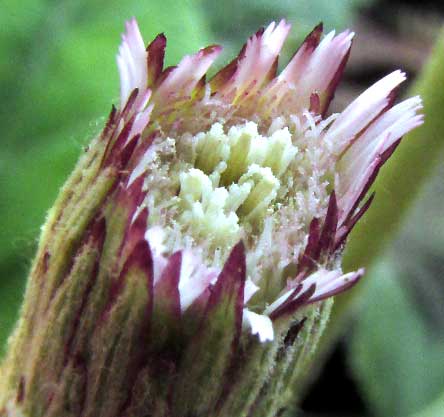 Silverpuff, CHAPTALIA NUTANS, view into flowering head