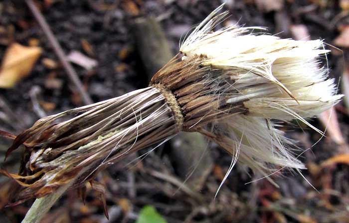 Silverpuff, CHAPTALIA NUTANS, almost mature fruiting head