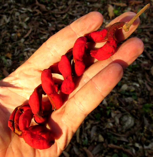 COJOBA ARBOREA, legumes