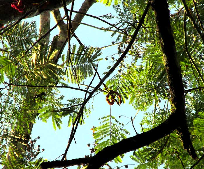 COJOBA ARBOREA, leaves & legumes