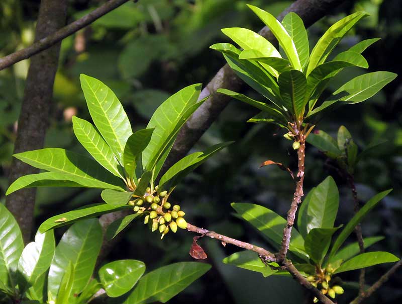 Canistel, POUTERIA CAMPECHIANA, flowering branch