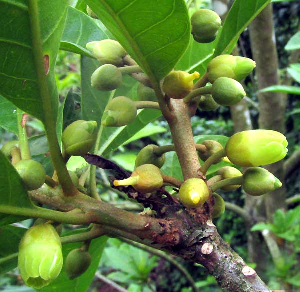 Canistel, POUTERIA CAMPECHIANA, flowers