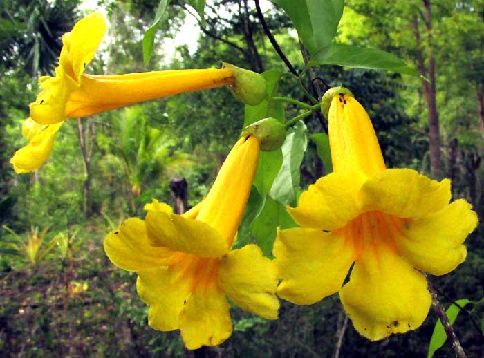 MELLOA QUADRIVALVIS, flowers