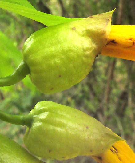 MELLOA QUADRIVALVIS, calyxes